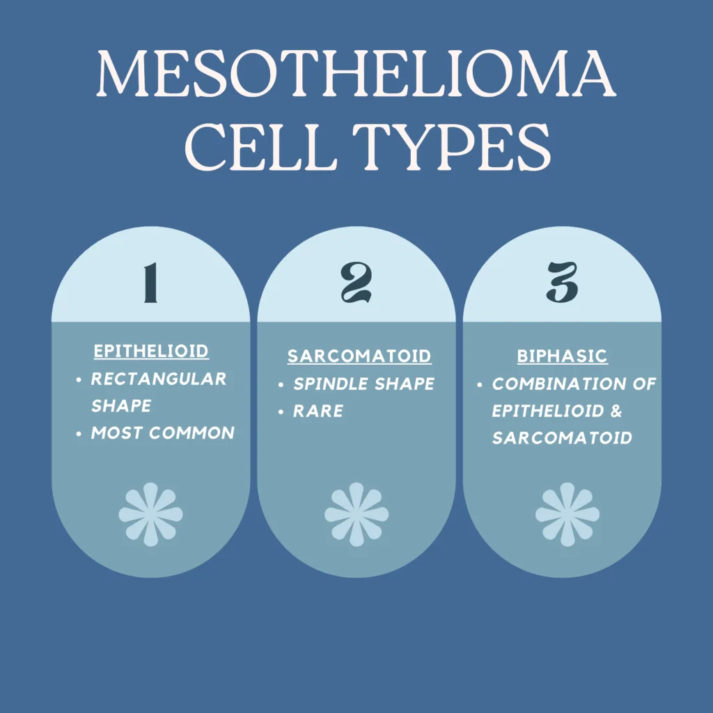 Mesothelioma Cell Types:
1) Epithelioid - rectangular shape, most common
2) Sarcomatoid - spindle shape, rare
3) Biphasic - combination of epithelioid and sarcomatoid