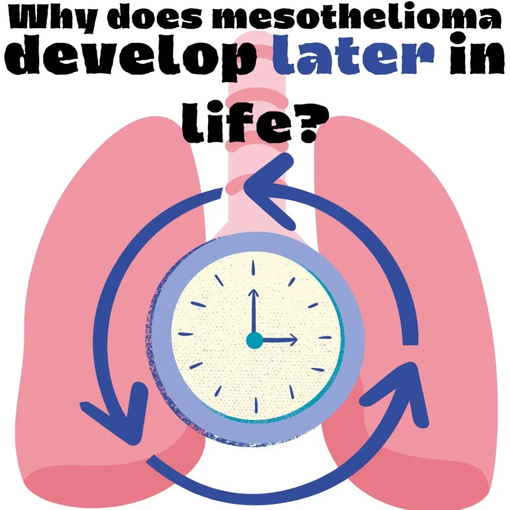 Why does mesothelioma develop later in life?
